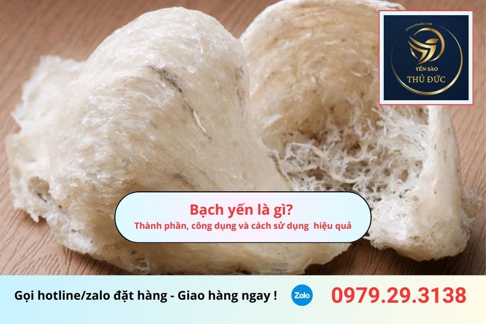Bạch yến là gì? Thành phần, công dụng và cách sử dụng hiệu quả