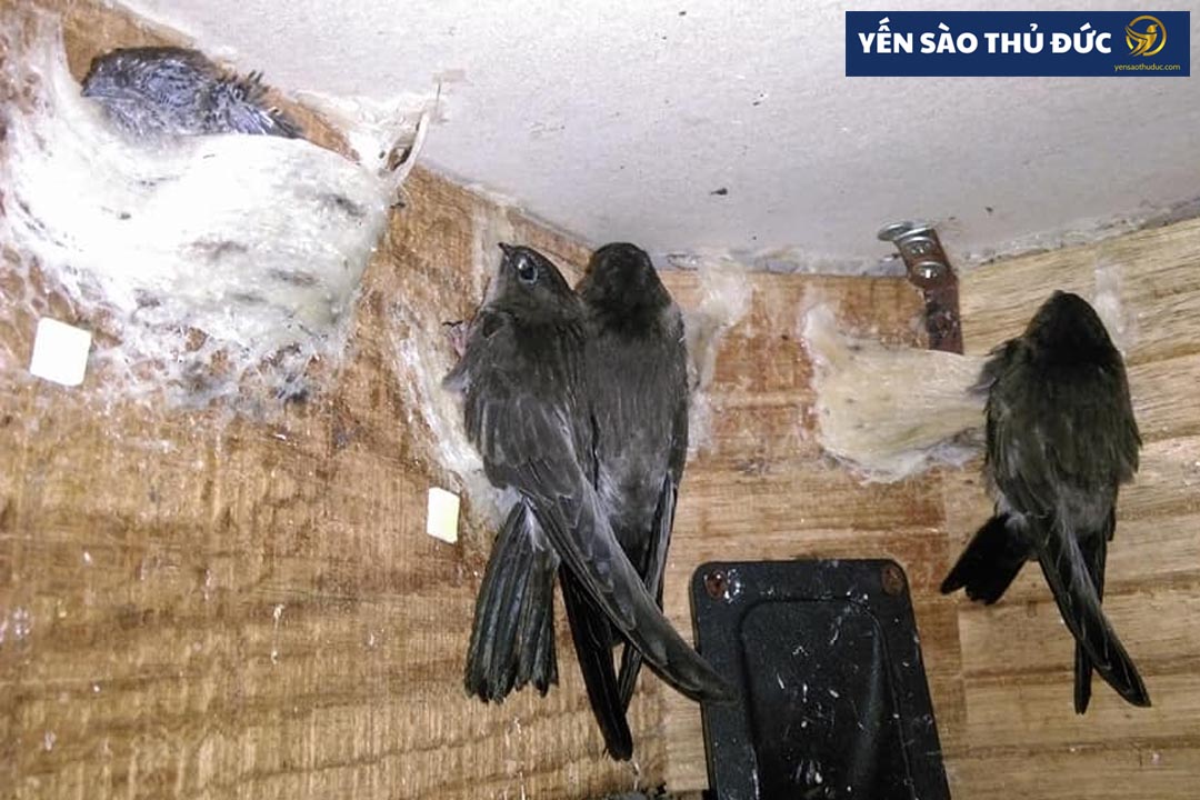 Cách chim yến làm tổ như thế nào để thu hoạch