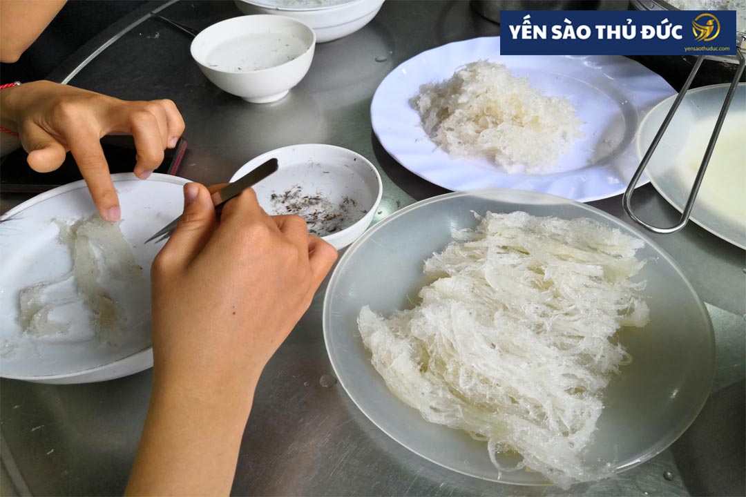 Yến tươi là gì? Cách lựa chọn yến tươi đúng giá