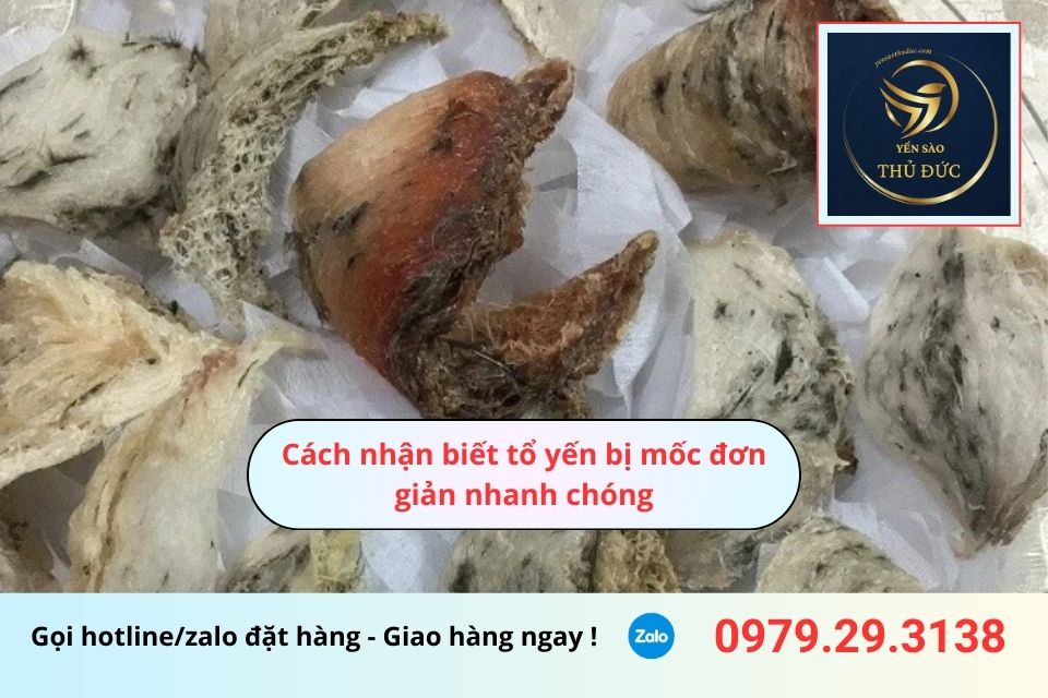 Cách nhận biết tổ yến bị mốc đơn giản nhanh chóng
