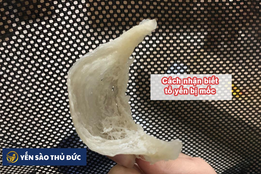 Cách nhận biết tổ yến bị mốc đơn giản là biết về nguồn gốc của tổ yến