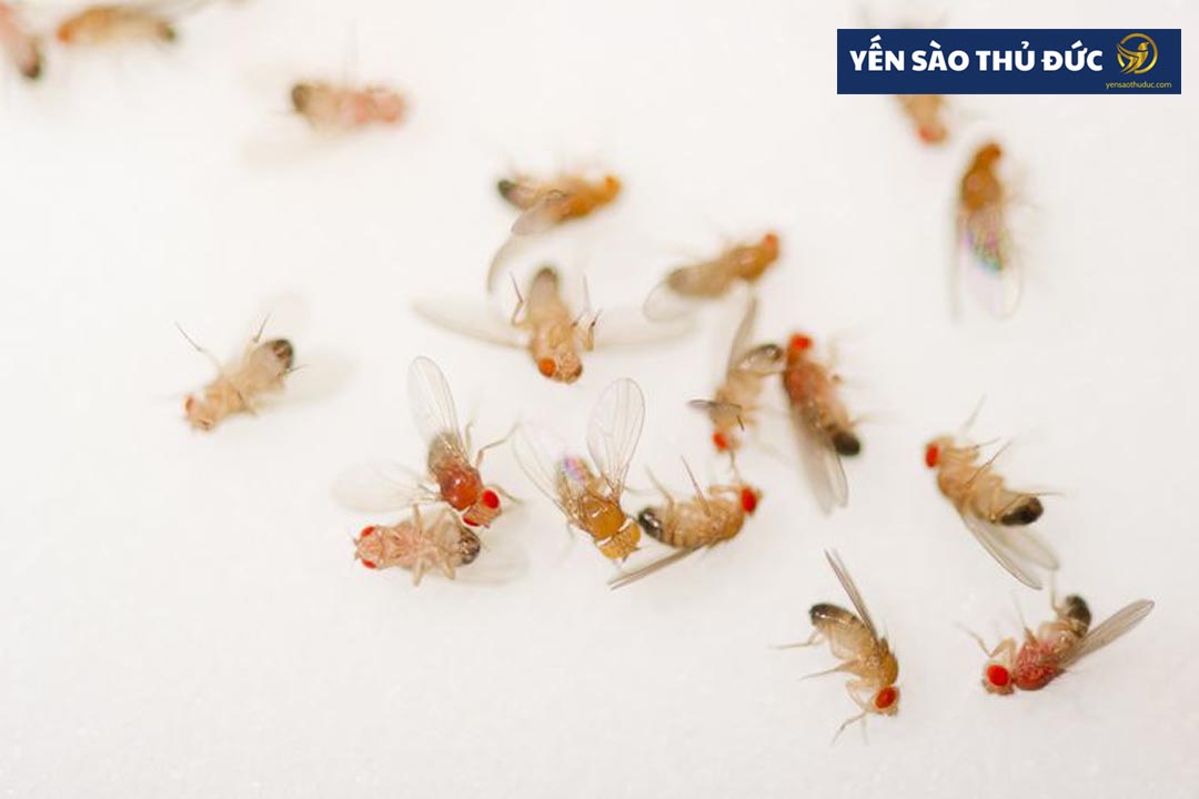 Chim yến ăn gì? Hướng dẫn cách nuôi ruồi dấm làm thức ăn cho chim yến