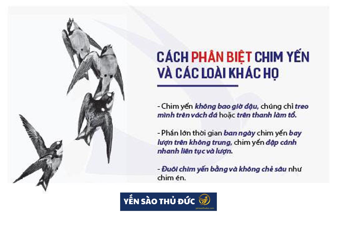 Kỹ thuật nuôi chim yến không dễ cho người mới