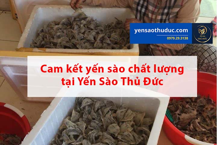 Cam kết yến sào giá sỉ chất lượng tại Yến sào Thủ Đức