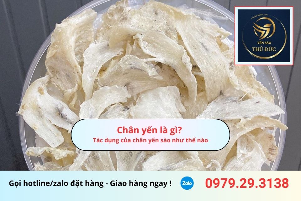 Chân yến là gì? Tác dụng của chân yến sào như thế nào