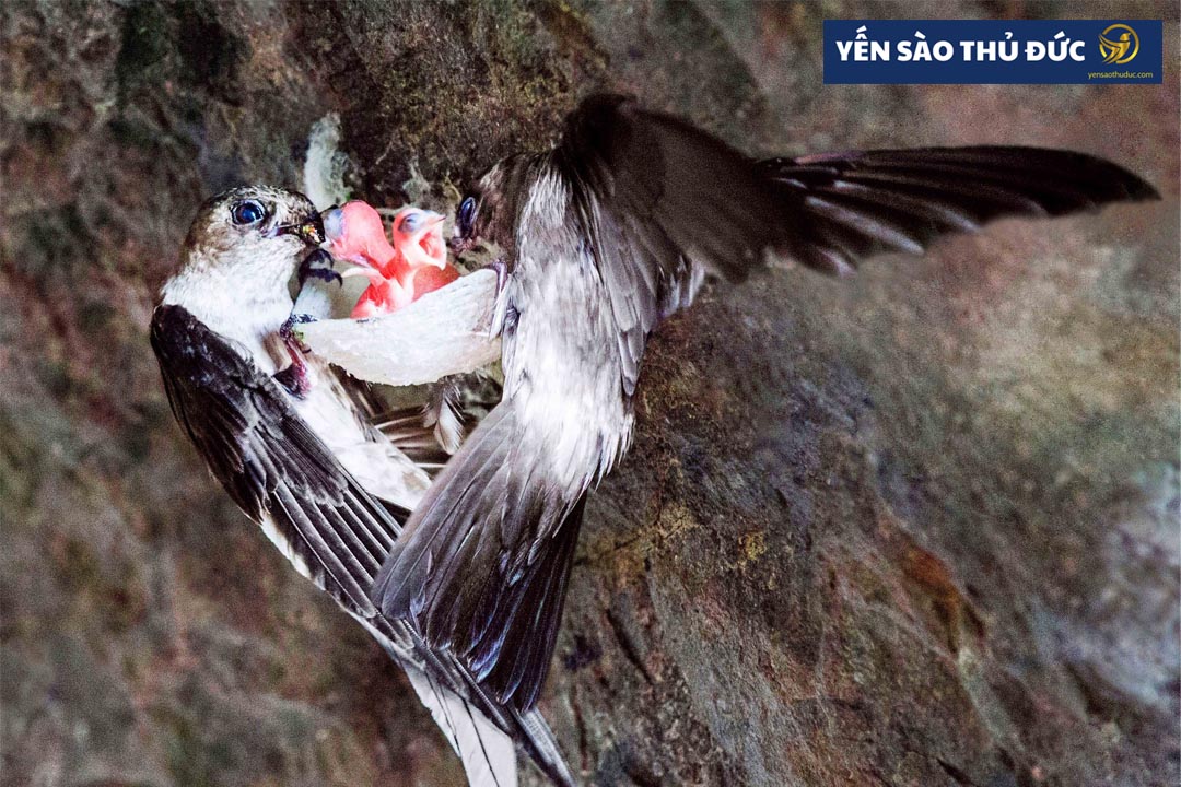 Chim yến ăn gì? Nguồn thức ăn của Yến đảo và yến nhà như thế nào