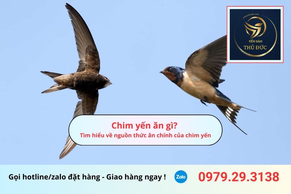 Chim yến ăn gì? Tìm hiểu về nguồn thức ăn chính của chim yến