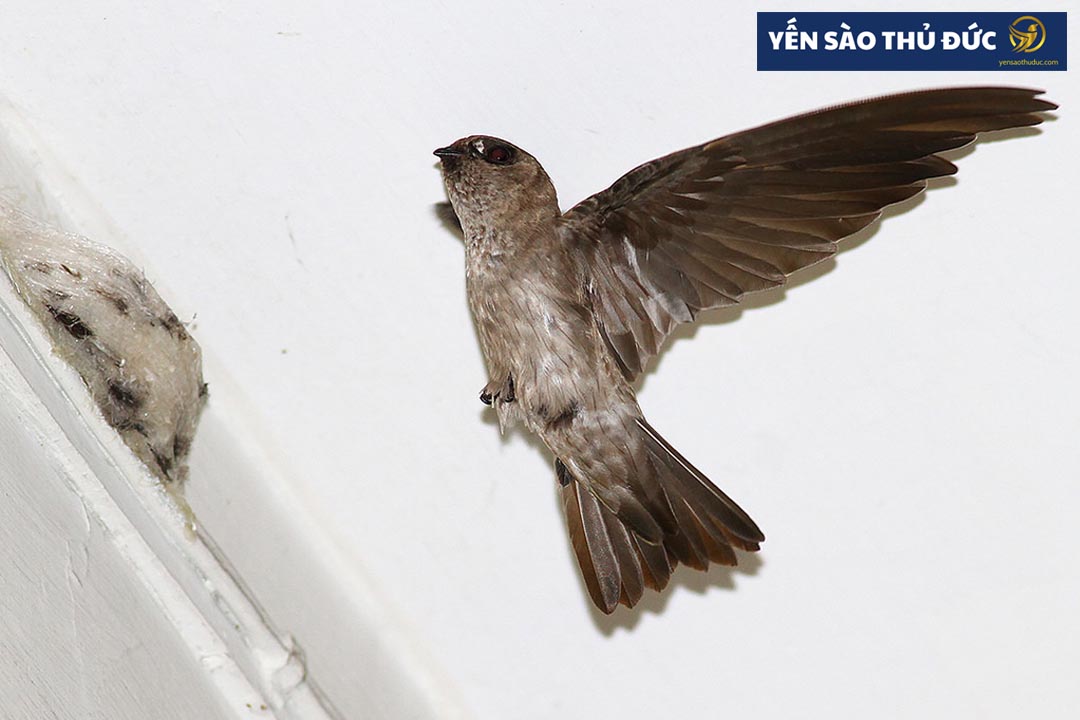 Chim yến làm tổ như thế nào?