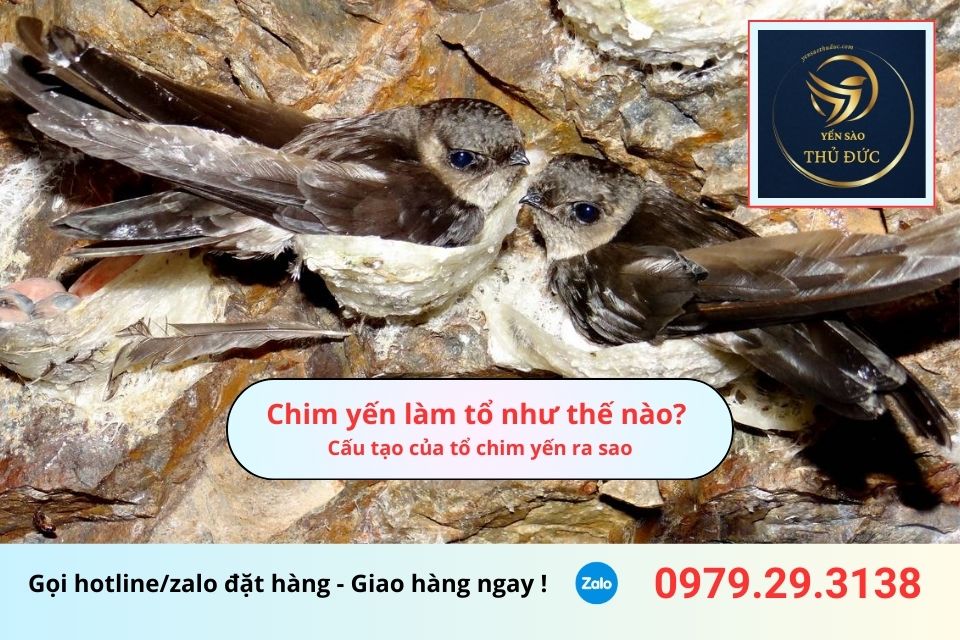 Chim yến làm tổ như thế nào? Cấu tạo của tổ chim yến ra sao