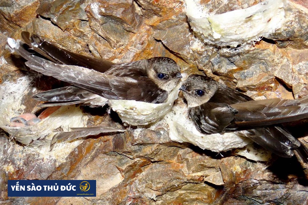Chim Yến bắt đầu làm tổ khi nào? Chim yến làm tổ như thế nào?