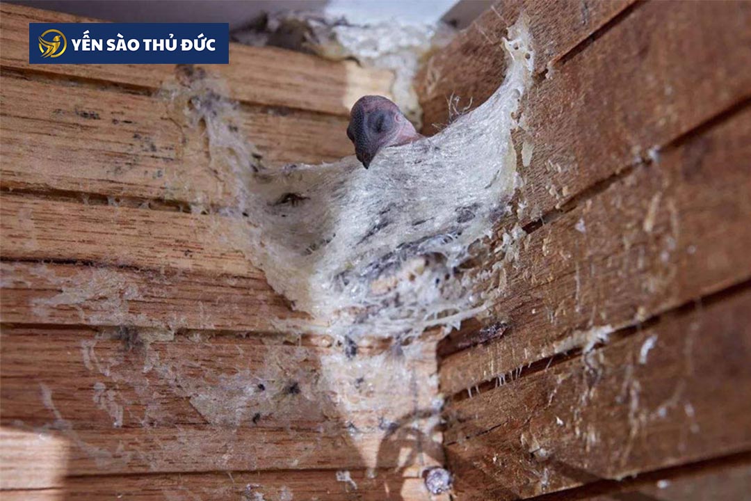 Tìm hiểu thêm tin tức về chim yến, tổ yến tại Yến Sào Thủ Đức