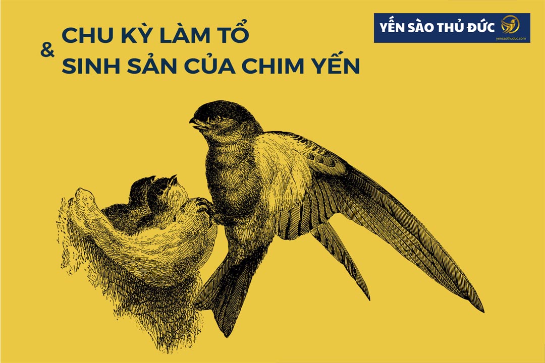 Kỹ thuật nuôi chim yến rất quan trọng đó là nắm được tập tính sinh sản của chim yến