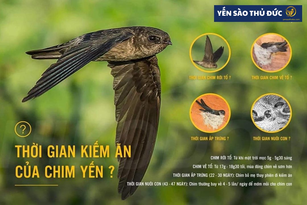 Kỹ thuật nuôi chim yến rất quan trọng đó là nắm được thời gian kiếm ăn của chim yến