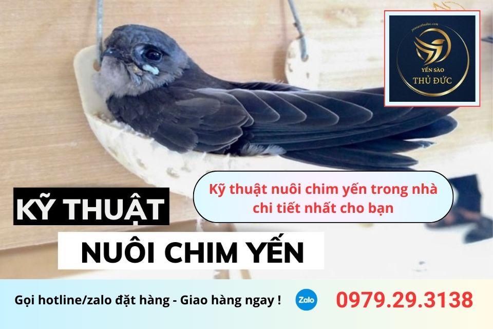 Kỹ thuật nuôi chim yến trong nhà chi tiết nhất cho bạn
