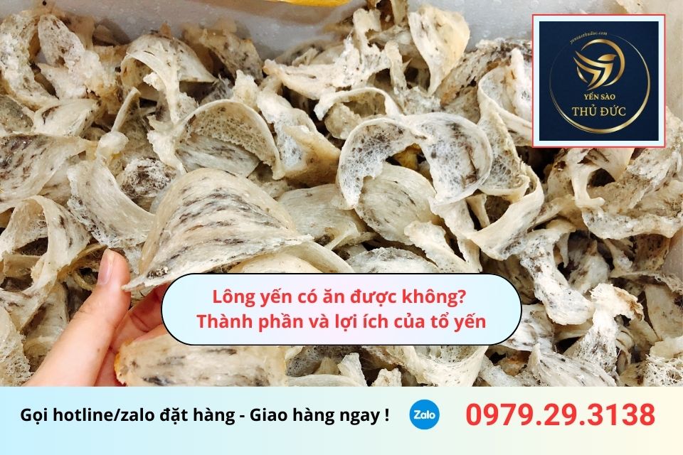 Lông yến có ăn được không? Thành phần và lợi ích của tổ yến