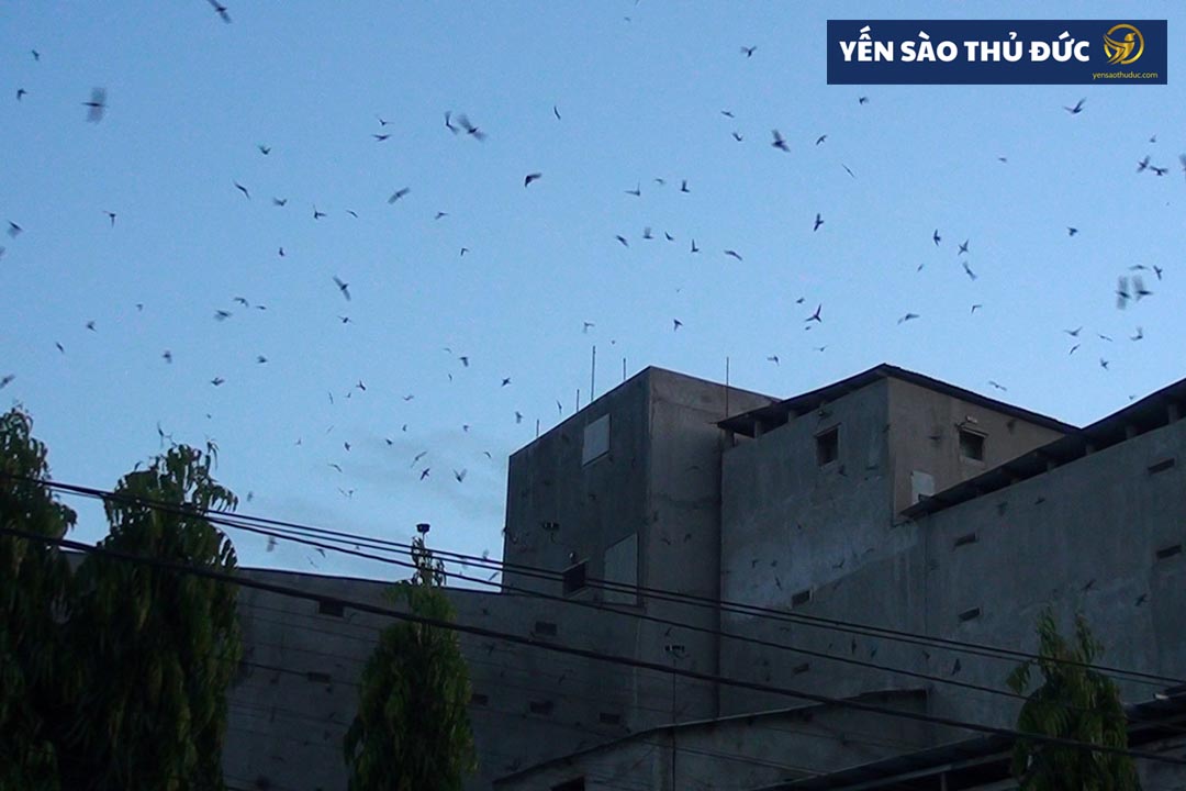 Các mô hình nhà nuôi yến phổ biến tại Việt Nam, chia sẻ kinh nghiệm kỹ thuật nuôi chim yến