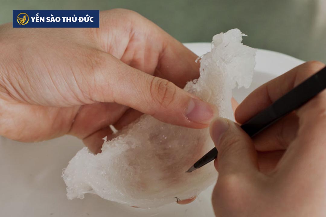 Lợi ích tốt nhất từ ​​tổ yến bắt đầu từ cách nhặt lông tổ yến sạch