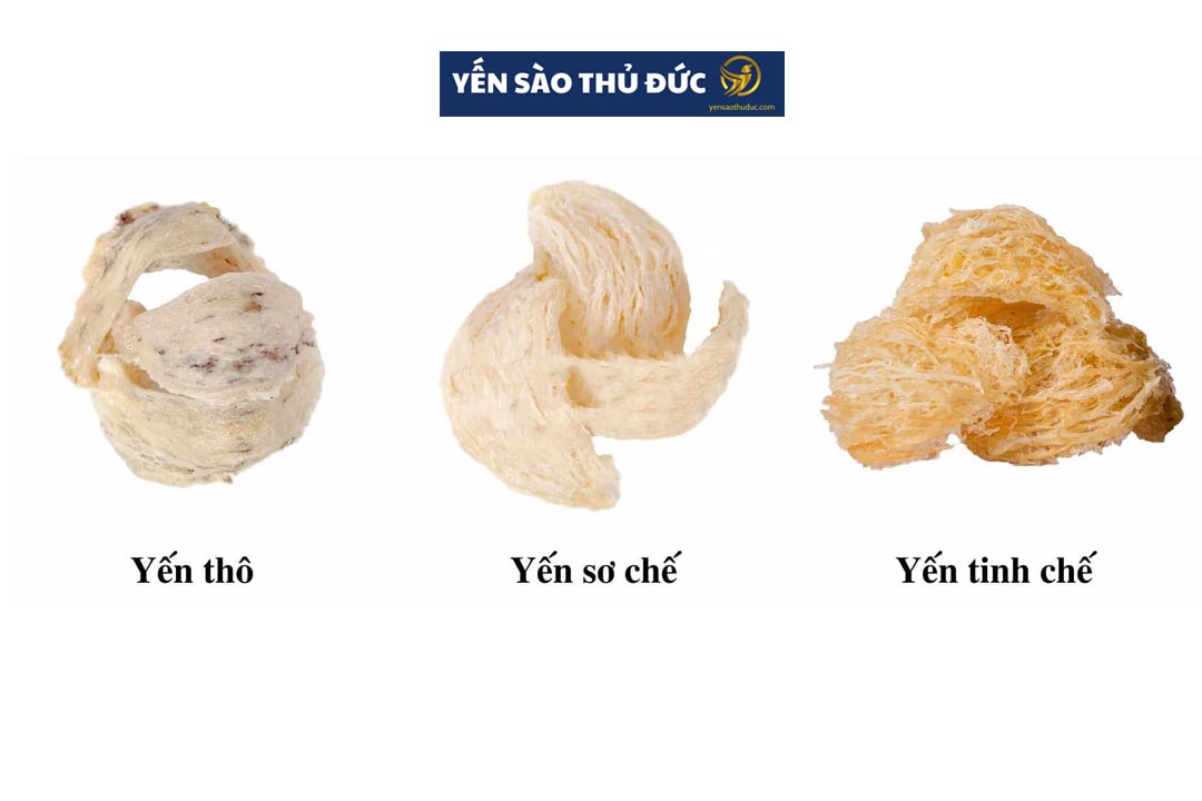 Phân biệt tổ yến sào thô đúng cách