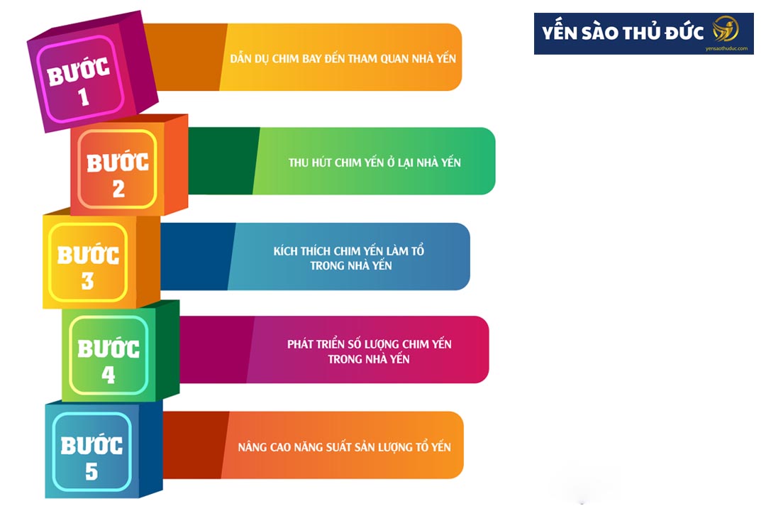 Quy trình dụ chim yến về làm tổ. Cần nắm được kỹ thuật nuôi chim yến để tránh thua lỗ