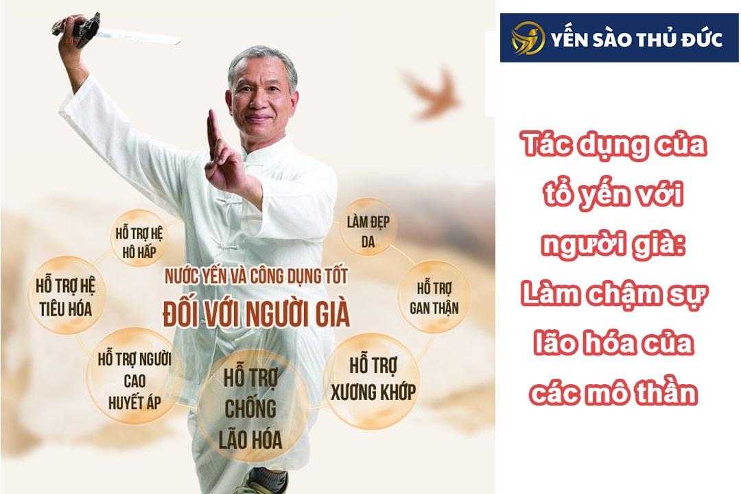 Tác dụng của tổ yến với người già khi sử dụng thường xuyên