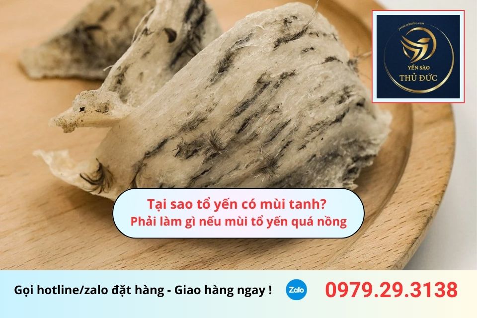 Tại sao tổ yến có mùi tanh? Phải làm gì nếu mùi tổ yến quá nồng