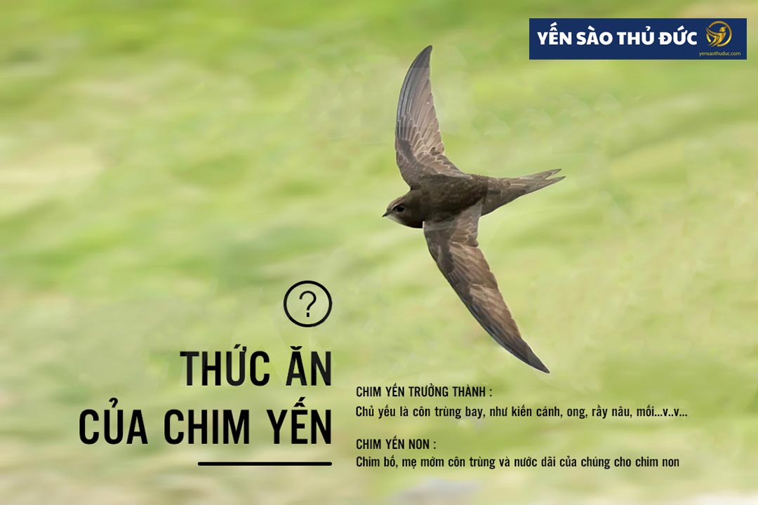 Chim yến ăn gì? Thức ăn của chim yến là gì?