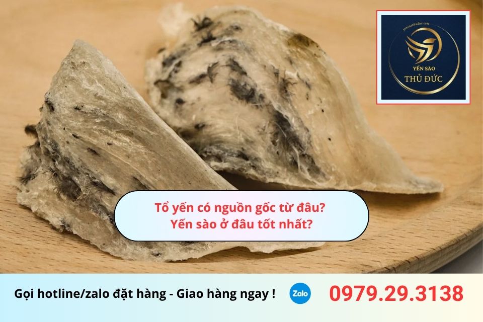 Tổ yến có nguồn gốc từ đâu? Yến sào ở đâu tốt nhất?