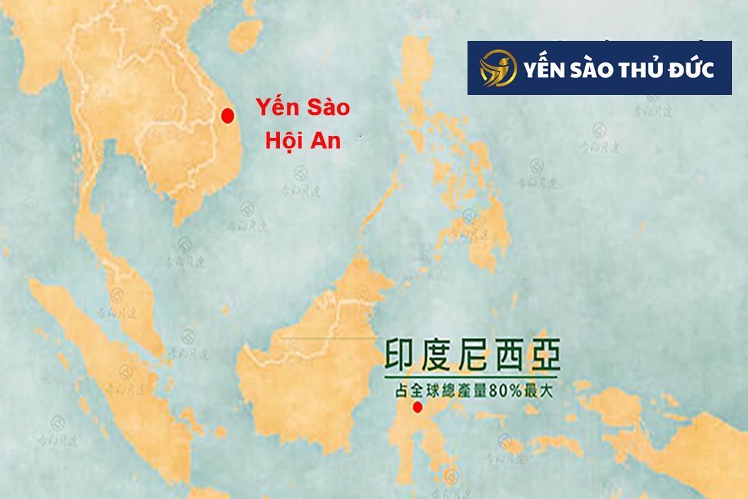 Tổ yến có nguồn gốc từ đâu? Indonesia có sản lượng lớn nhất, và Yến Sào Hội An của Việt Nam có chất lượng tốt nhất