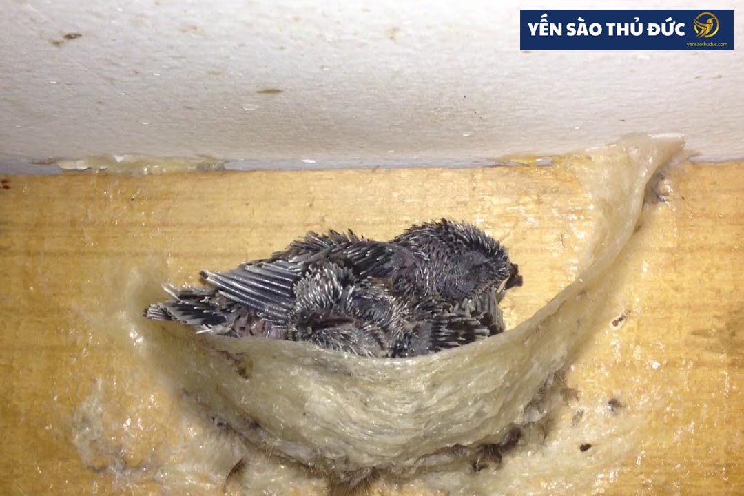 Tổ yến nhà là gì? Yến nhà có tốt bằng yến đảo hay không?