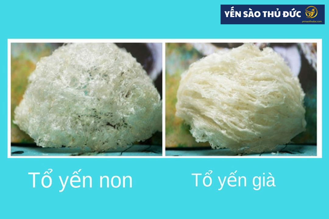 Cách phân biệt các loại yến sào non và yến già