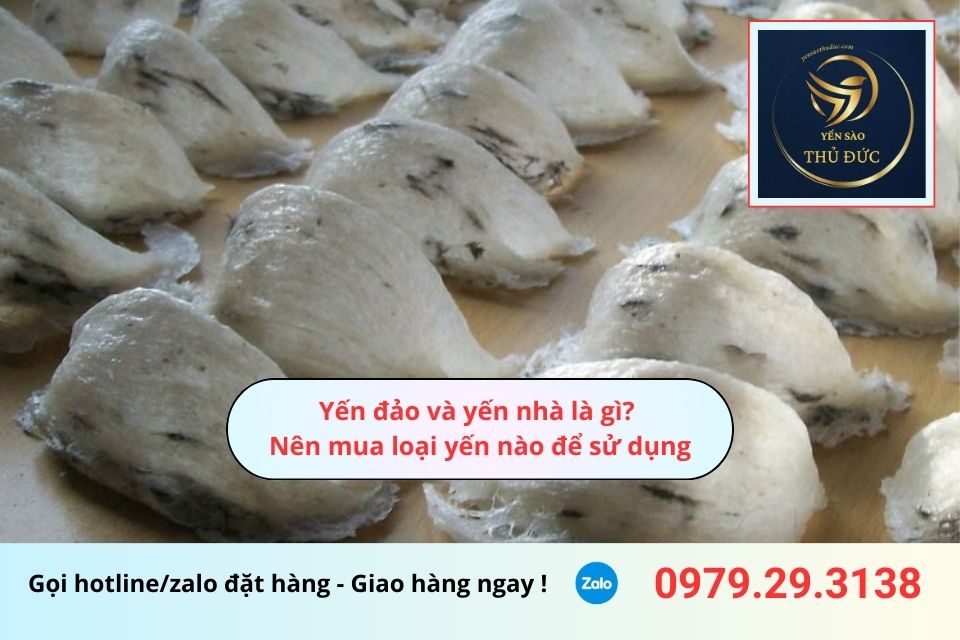 Yến đảo và yến nhà là gì? Nên mua loại yến nào để sử dụng