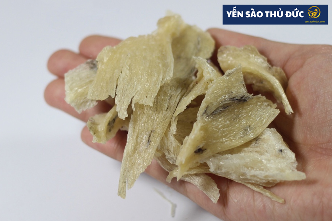 Chân yến là gì? Sử dụng chân yến có tốt không?