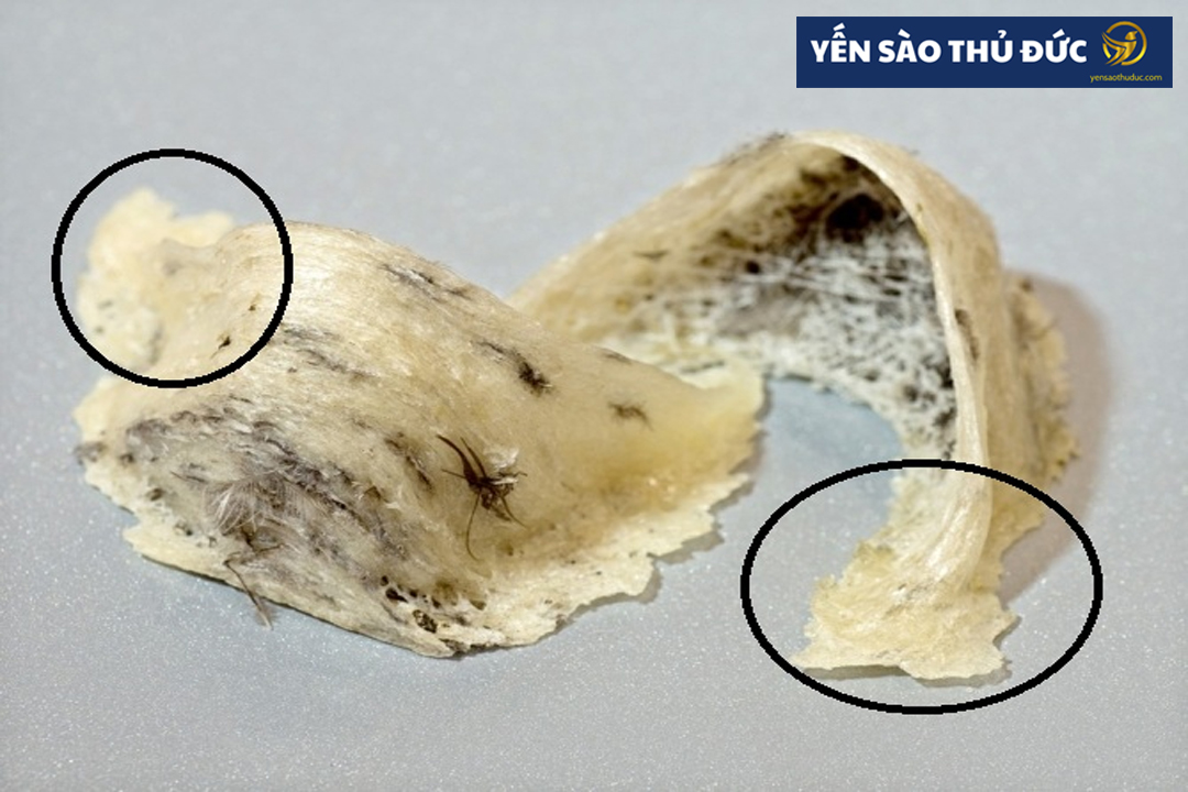 Chân yến có ưu điểm, nhược điểm gì so với các loại yến sào khác?